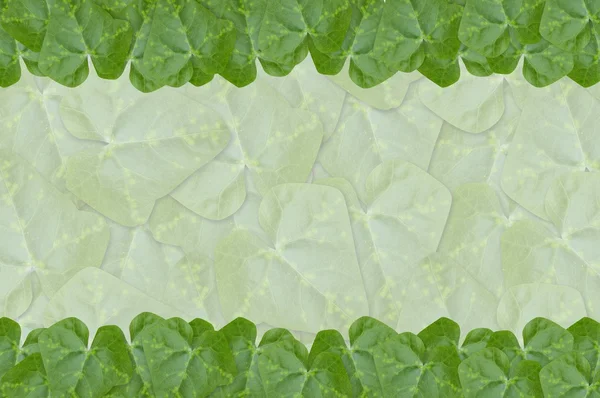Green Ivy Gourd leaves background — Stock Photo, Image