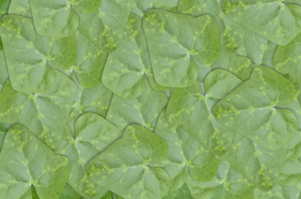 Green Ivy Gourd leaves background — Stock Photo, Image