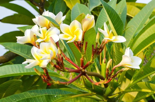 Plumeria kwiat — Zdjęcie stockowe