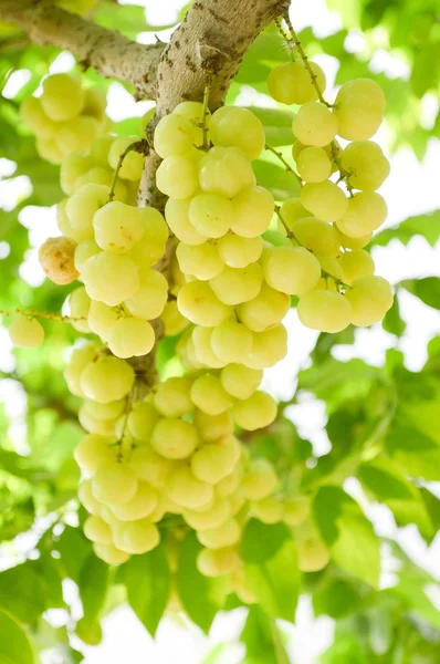 Árbol de grosella estrellada —  Fotos de Stock