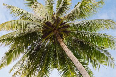 Hindistan cevizi ağacı bahçede