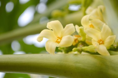 papaya çiçek