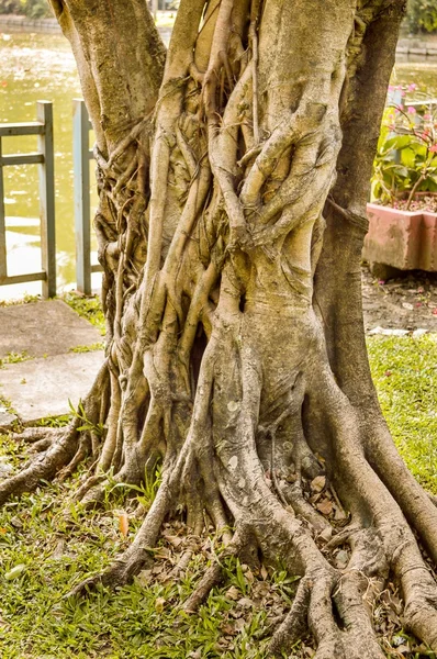 Árbol de Banyan — Foto de Stock