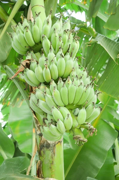 Pohon pisang — Stok Foto