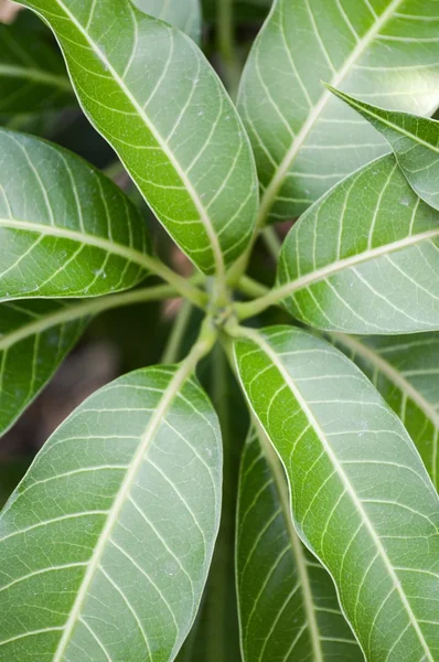 Grüne Mangoblätter — Stockfoto