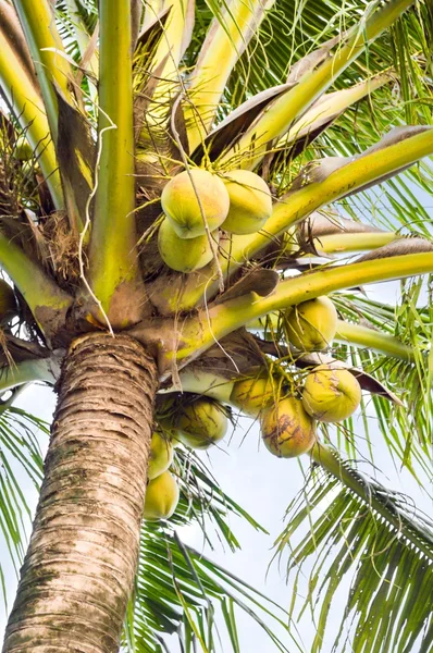 Pohon kelapa di taman — Stok Foto