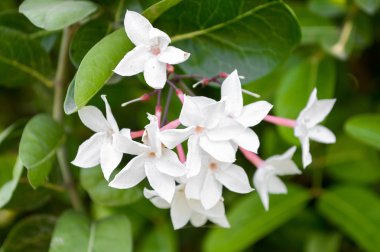 Beyaz karonda çiçek