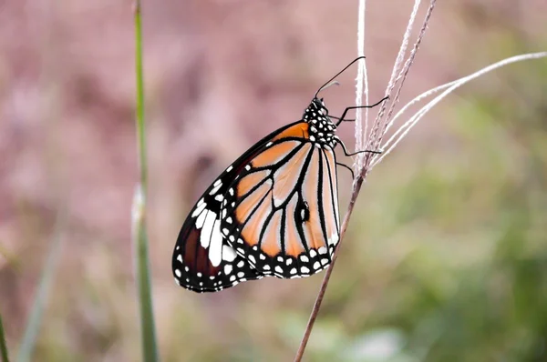 Farfalla — Foto Stock