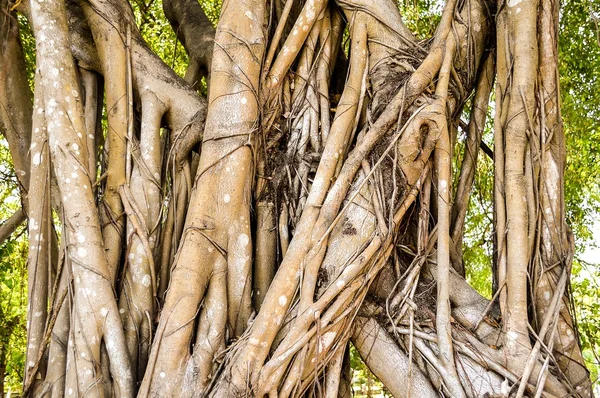 Árbol de corteza de banyan — Foto de Stock