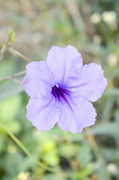 Flor de ruelias púrpura en el jardín — Foto de Stock