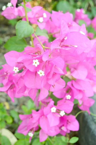 Blomman rosa bougainvillea — Stockfoto