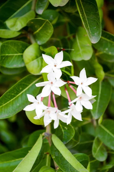 Fleur de karonda blanche dans le jardin — Photo