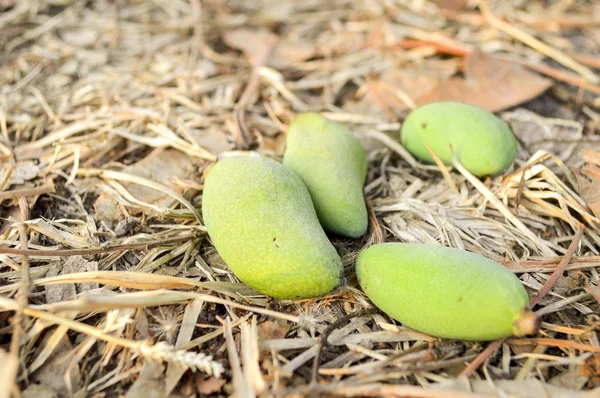 Green mango on the ground — Stock Photo, Image