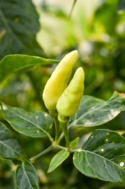 yeşil biber ağacı