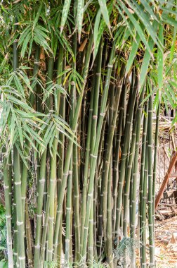 Yeşil Bambu ağacı
