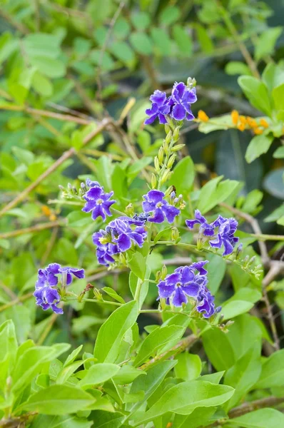 Фиолетовый голубиный цветок в саду — стоковое фото