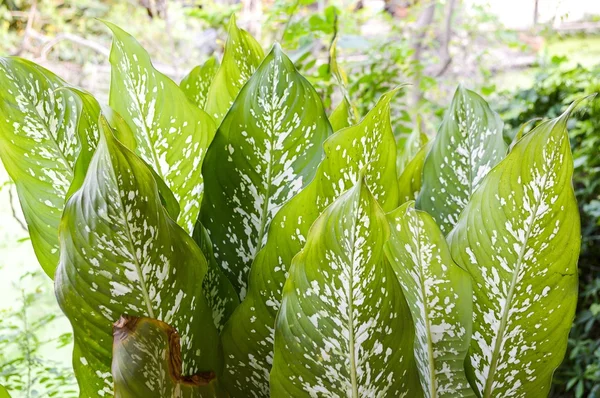 Yeşil Dieffenbachia ağaç