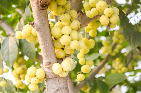 Árbol de grosella estrellada — Foto de Stock