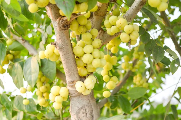 Star gooseberry tree — Stock Photo, Image