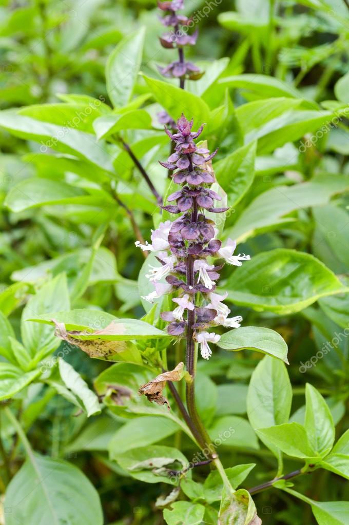 Green Thai Basil tree in garden — Stock Photo © pongsak14 78661958