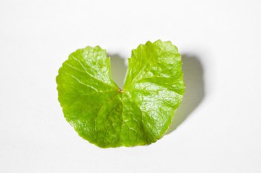 Centella asiatica