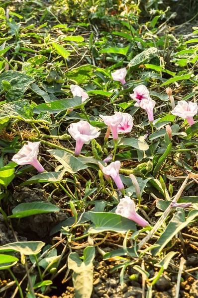 Morning glory flower — Stock Photo, Image