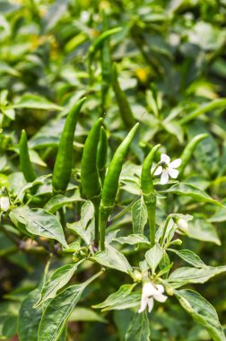 yeşil biber ağacı