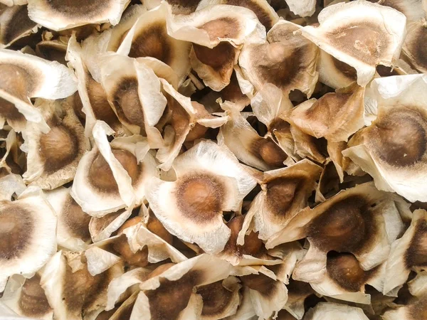 Moringa tohum veya Horseradish tohum