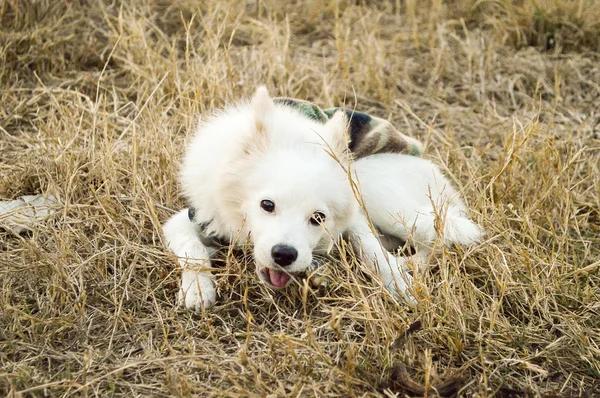 스 피 츠 강아지 — 스톡 사진