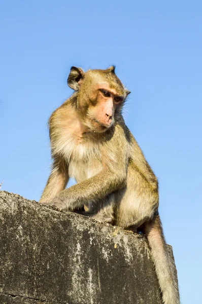 Macaco. — Fotografia de Stock