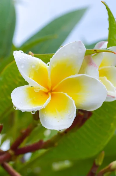 Plumeria blomma — Stockfoto