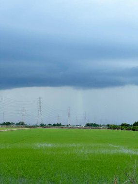 rice field in thailand with cloudy weather background