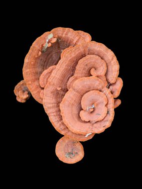 mushroom in the black background