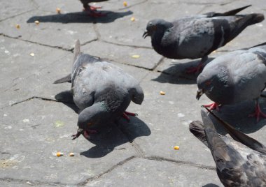 Sokaktaki güvercinler.