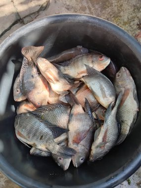 taze tilapia balık pazarında