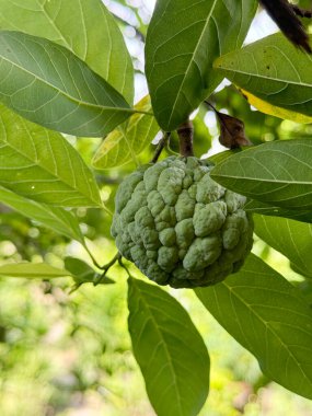 green unripe sugar apple on the tree