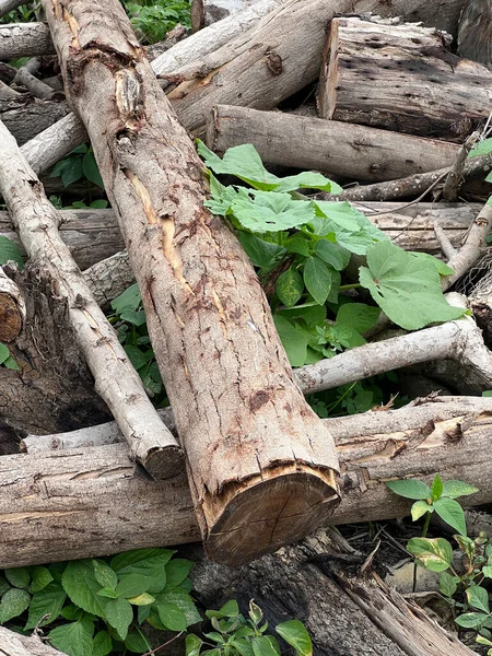 Ormandaki eski odun.