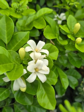 Beyaz turuncu Yasemin Çiçek bahçesinde