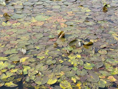 Nilüfer çiçeği balık havuzunda