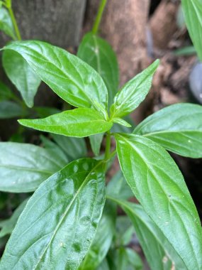 close up of fresh Andrographis paniculata leaves