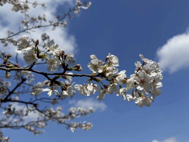 Bahçede güzel bahar sakura çiçekleri