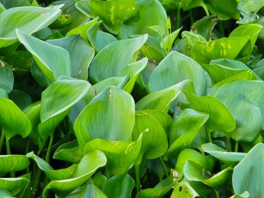 Bahçedeki bir su bitkisinin yaprakları.