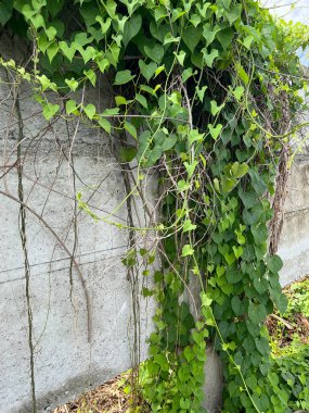 Çimento duvarda yeşil sarmaşık