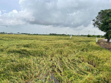 Tayland 'da pirinç tarlaları