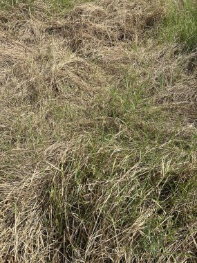 Kuru çimen dokusu arkaplanı