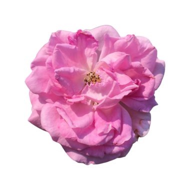 Pembe Gül beyaz arkaplanda izole edildi