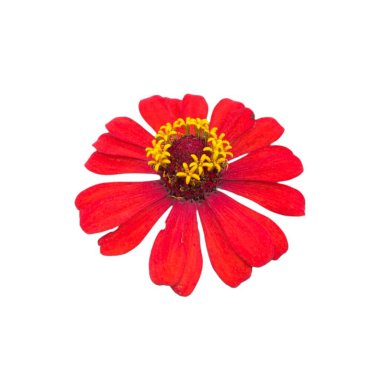 Beyaz arka plan üzerinde izole kırmızı zinnia çiçeği