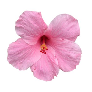 Beyaz arkaplanda izole edilmiş amber çiçeği