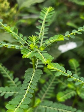 Bahçede yeşil çalılık yaprakları