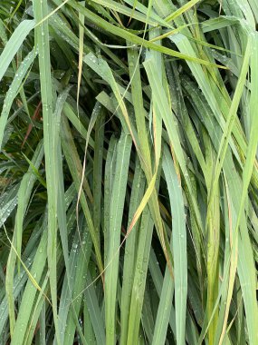 yeşil limon yaprağı arkaplan dokusu